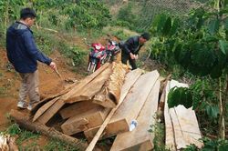 Khẩn trương điều tra lô gỗ khai thác trái phép tại Lộc Bảo