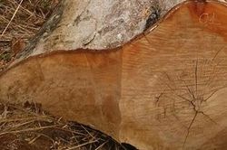 Khẩn trương điều tra, làm rõ 4m3 gỗ lậu