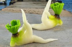 Củ cải trắng 'tập thể dục' đắt hàng tại Nhật Bản