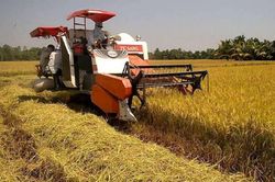 Giá lúa gạo hôm nay ngày 25/1: Thị trường giao dịch chậm, giá lúa neo cao