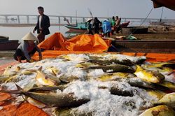Trúng đậm mẻ cá chim vàng, ngư dân Hà Tĩnh một ngày thu 600 triệu đồng