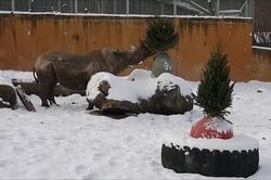 Lạc đà, tê giác gốc châu Phi lần đầu chơi đùa với tuyết ở Estonia
