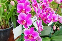 Ngày Tết, nên chọn cây cảnh nào để 'hút' tài lộc vào nhà?