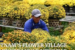 Hình ảnh làng hoa Việt Nam chuẩn bị Tết trên báo nước ngoài