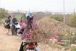 Đào Nhật Tân 'mini' hối hả về phố trước rằm tháng Chạp