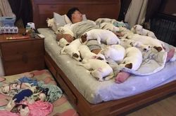 Nuôi 2 chú chó cho 'vui nhà vui cửa' không ngờ sau 3 năm, chàng trai nhận cái kết 'tan cửa nát nhà'