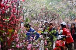 Dự báo Tết Tân Sửu 2021 sẽ ít có khả năng xảy ra mưa đá như đêm giao thừa Tết Canh Tý 2020