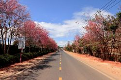 Đà Lạt rực rỡ sắc mai anh đào