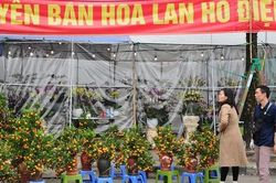 Chợ hoa xuân Mỹ Đình nhộn nhịp khách đi sắm Tết