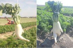 Bộ ảnh củ cải nhắc mọi người tập thể dục gây sốt mạng