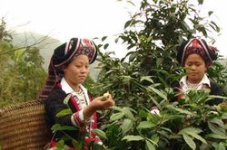 Hỗ trợ cải thiện sinh kế cho hơn 1.800 phụ nữ tại Lào Cai và Bắc Kạn