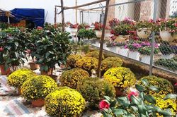 Người dân Nghệ An tranh thủ 'mang Tết về nhà sớm'