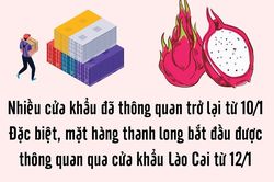 Xuất khẩu chính ngạch sẽ là giải pháp căn cơ