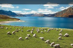 Bài dự thi 'New Zealand - Bật mí trăm điều thú vị': New Zealand và niềm mơ của bố