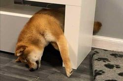 Chùm ảnh hài hước về những chú chó, mèo 'ngủ nướng' vô tội vạ