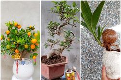 Bonsai tí hon quất, sung, đào...giá mềm, hút khách dịp Tết