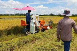 Giá lúa gạo hôm nay ngày 29/1: Giá lúa gạo đi ngang