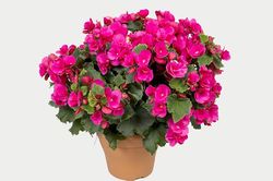 Tử vi hôm nay 30/1 của 12 cung hoàng đạo: Ma Kết có thể vướng vào một cuộc tranh cãi