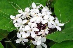 Tản văn Cuối tuần: Loài hoa bị bỏ quên