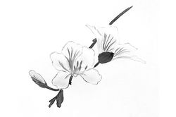 Hoa ban mùa đầu