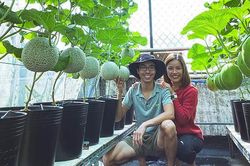 Vườn dưa trĩu trái trên sân thượng của ông chủ Sài Gòn