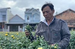 Hàng trăm chậu hoa cúc của nông dân ở Quảng Ngãi bị đập phá trong đêm