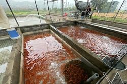Làng nuôi cá chép đỏ ở Phú Thọ hối hả chuẩn bị cho ngày ông Công ông Táo