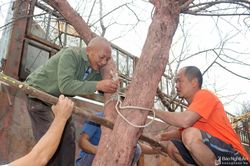 Đào 'khủng' miền Tây xứ Nghệ bắt đầu đổ về xuôi