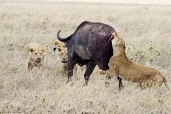 Đàn sư tử tổng tấn công trâu rừng vẫn... 'trắng tay'