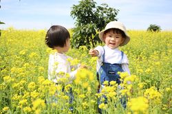 Rực rỡ cải vàng