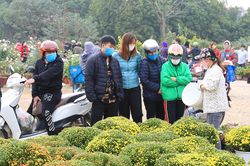 Ngập tràn nét xuân tại các chợ hoa, cây cảnh