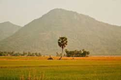 Ghé An Giang mùa lúa chín