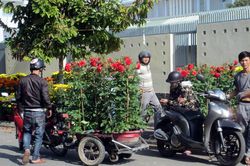 Hoa Tết có khả năng được giá