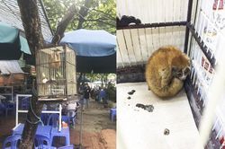 Vì sao đường dây nóng bảo vệ động vật hoang dã năm 2020 'nóng' hơn?