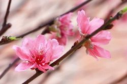 Hoa đào - 'thần dược' chữa bệnh bạn phải biết