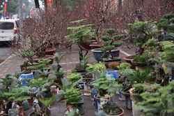 Dàn vạn tuế mini bonsai đắt đỏ xuống phố