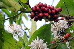Giá cà phê hôm nay 3/2: Nhà đầu cơ xả hàng, Robusta rơi thủng mốc 1.300 USD/tấn