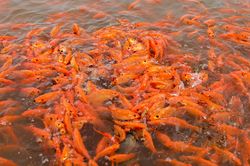 Thủy Trầm mùa chép đỏ