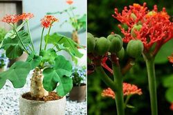 Vì sao cây ngô đồng độc hại tới vậy?