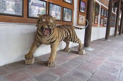 Bắc Giang: Chuyển giao thành công tiêu bản hổ 'được dân tặng' về Bảo tàng Thiên nhiên Việt Nam