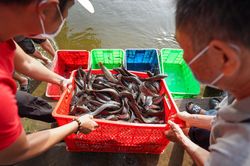 Phóng sinh hơn 1 tấn cá trê xuống sông Sài Gòn