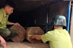Bắt giữ xe tải chở gỗ quý hiếm trái phép