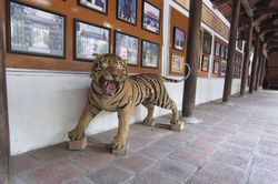 Bắc Giang chuyển giao tiêu bản hổ về Bảo tàng Thiên nhiên Việt Nam