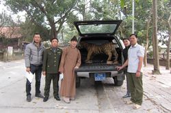 Chùa Vĩnh Nghiêm bàn giao tiêu bản hổ về bảo tàng