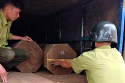 Chở gỗ quý hiếm trái phép