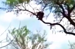 Cả gan ăn thịt báo săn con, đại bàng trả thù kinh hoàng