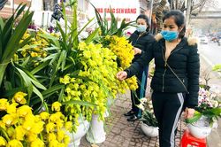 Nhộn nhịp thị trường hoa, cây cảnh dịp Tết