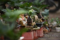 Ngắm nhìn những cây vạn tuế mini độc lạ, hút khách tại Thủ đô Hà Nội