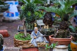 Độc đáo vạn tuế bonsai giá 'chục triệu' xuống phố Hà Nội