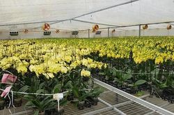 Phát triển thị trường lan Hồ điệp: 'Mỏ vàng' còn... bỏ ngỏ